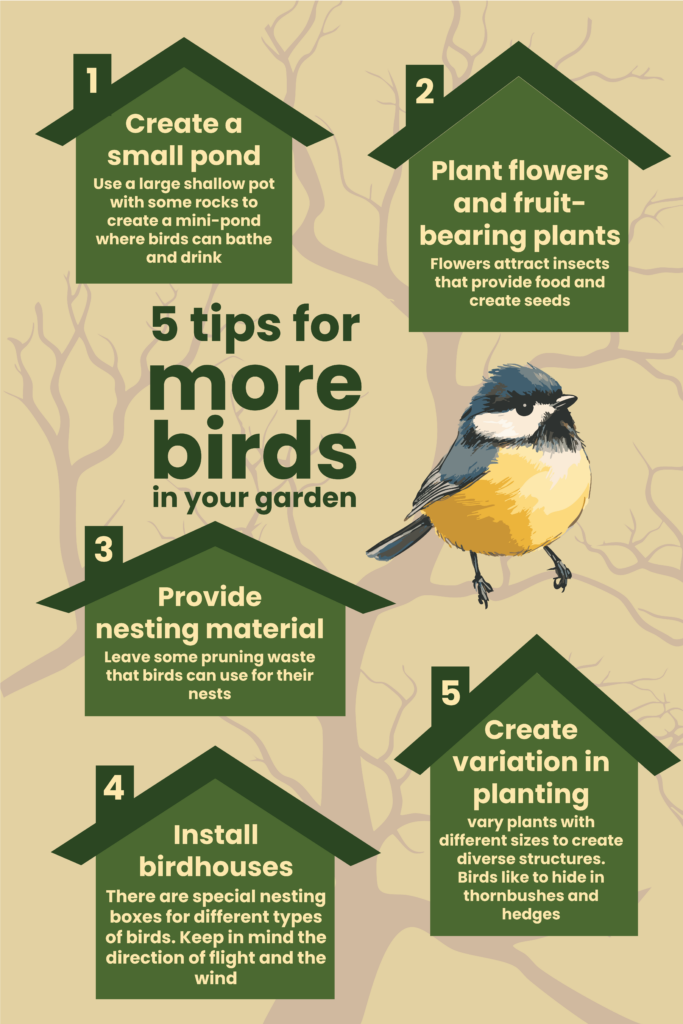 Infographic titled “5 tips for more birds in your garden” with drawings and tips to attract birds to garden using water, plants, and shelter.